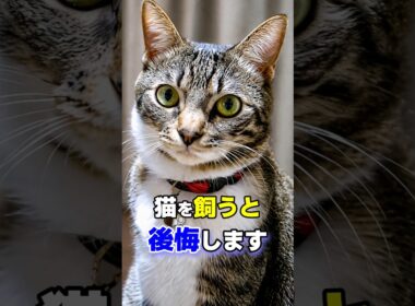 猫を飼うのを勧めない7つの理由 #猫 #猫雑学 #ねこたんの解説