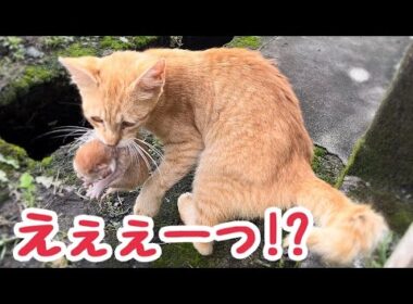 ご飯をあげていた野良猫がうちに産まれたばかりの赤ちゃん猫を連れて来ました