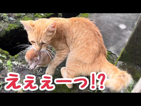 ご飯をあげていた野良猫がうちに産まれたばかりの赤ちゃん猫を連れて来ました