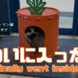 バーマン猫ガブとラフ【ついに入った】Finally went inside（バーマン猫）Birman/Cat