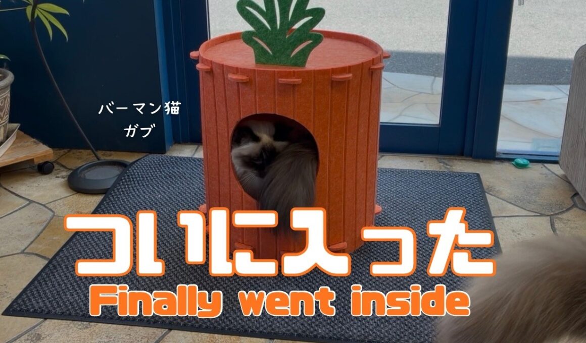バーマン猫ガブとラフ【ついに入った】Finally went inside（バーマン猫）Birman/Cat