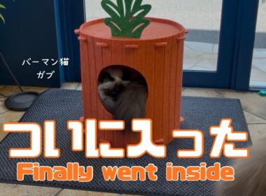 バーマン猫ガブとラフ【ついに入った】Finally went inside（バーマン猫）Birman/Cat