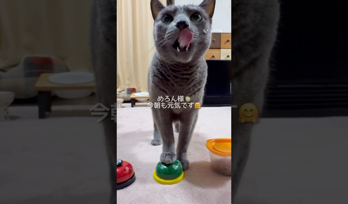 【ロシアンブルー】今朝のめろん🍈いつも通りのおねだり🤗元気に過ごしてます🥹【猫】#shorts