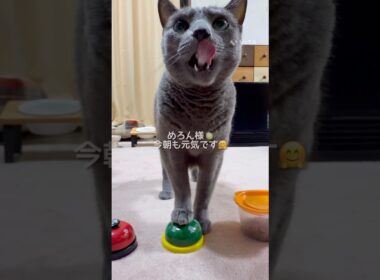 【ロシアンブルー】今朝のめろん🍈いつも通りのおねだり🤗元気に過ごしてます🥹【猫】#shorts