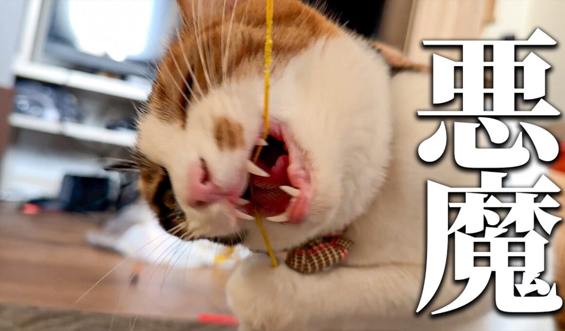 ベルちゃんは小悪魔から悪魔に進化しました…。