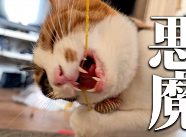 ベルちゃんは小悪魔から悪魔に進化しました…。