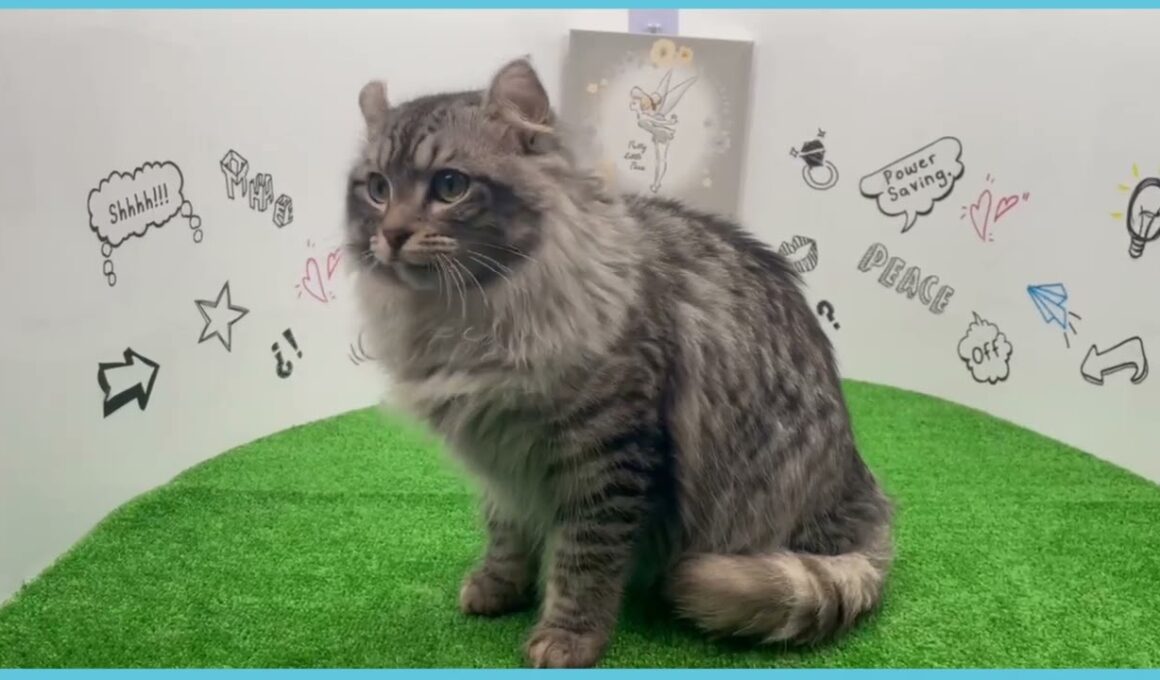 Coo&RIKU　No.00752936 アメリカンカール