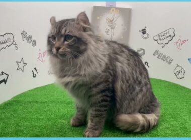 Coo&RIKU　No.00752936 アメリカンカール