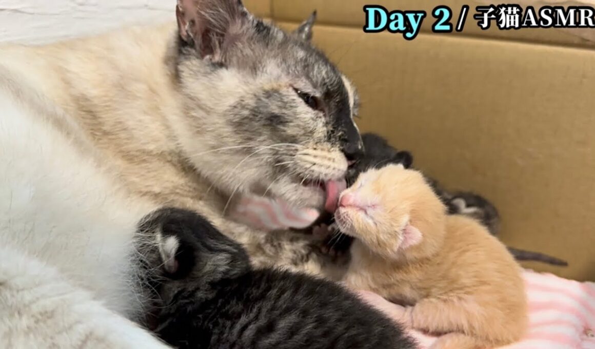 【生後2日】音フェチ至福！お乳だよと起こされた子猫のミーミーが止まらない