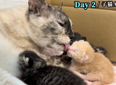 【生後2日】音フェチ至福！お乳だよと起こされた子猫のミーミーが止まらない