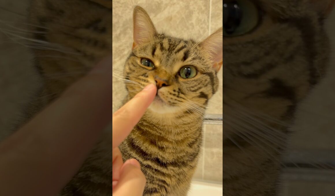 大好きなパパ帰宅で、ぷりぷりが止まらないwww #cat #猫