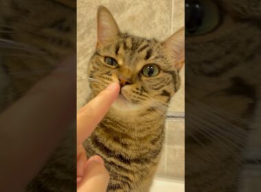 大好きなパパ帰宅で、ぷりぷりが止まらないwww #cat #猫