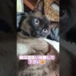 ゴロゴロちょこさん😺#シャム猫 #たぬき猫 #猫吸い