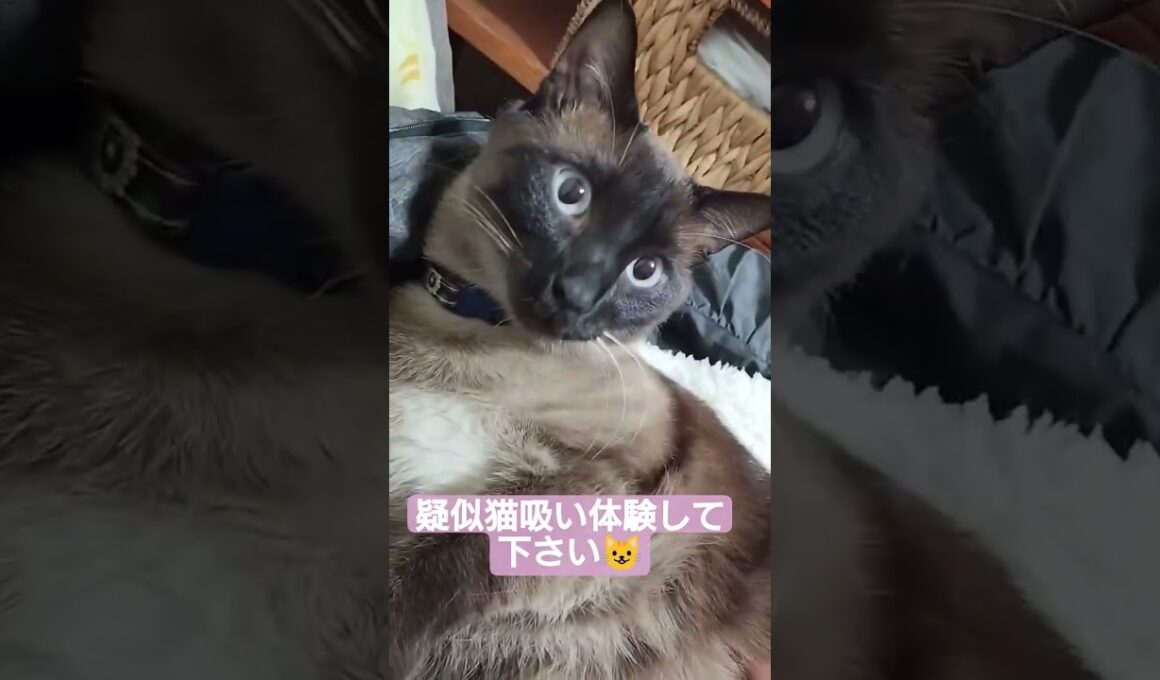 ゴロゴロちょこさん😺#シャム猫 #たぬき猫 #猫吸い