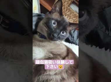 ゴロゴロちょこさん😺#シャム猫 #たぬき猫 #猫吸い