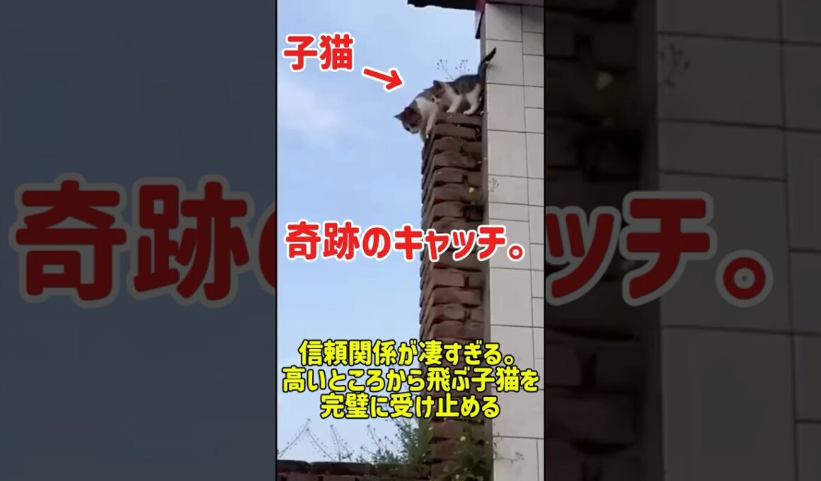 信頼関係が凄すぎる。高いところから飛ぶ子猫を完璧に受け止める #cat #youtubeショート #ねこ #猫 #元気になる動画 #猫のいる暮らし #猫のいる生活 #保護猫 #子猫