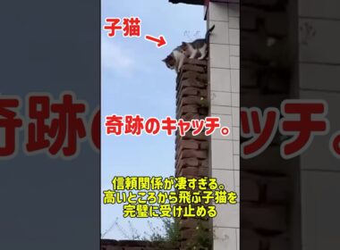 信頼関係が凄すぎる。高いところから飛ぶ子猫を完璧に受け止める #cat #youtubeショート #ねこ #猫 #元気になる動画 #猫のいる暮らし #猫のいる生活 #保護猫 #子猫