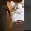 ふさちゃん　首ゆらゆら♪ #cats #pets #ノルウェージャンフォレストキャット #猫のいる暮らし #ノル猫5にゃんねる #猫 #cat