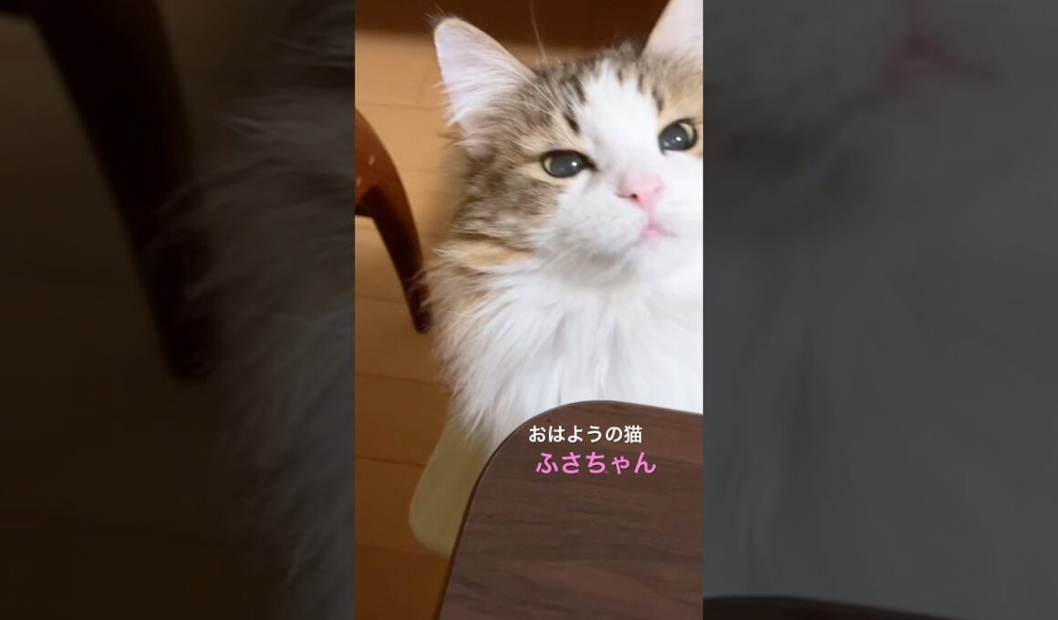 ふさちゃん　首ゆらゆら♪ #cats #pets #ノルウェージャンフォレストキャット #猫のいる暮らし #ノル猫5にゃんねる #猫 #cat