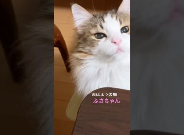 ふさちゃん　首ゆらゆら♪ #cats #pets #ノルウェージャンフォレストキャット #猫のいる暮らし #ノル猫5にゃんねる #猫 #cat