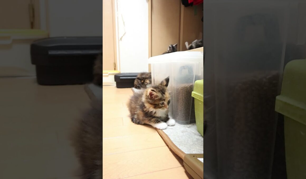 カラフルなメインクーン赤ちゃんの柑奈ちゃん