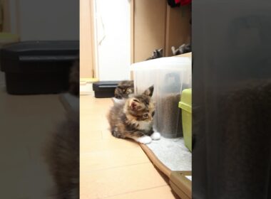 カラフルなメインクーン赤ちゃんの柑奈ちゃん