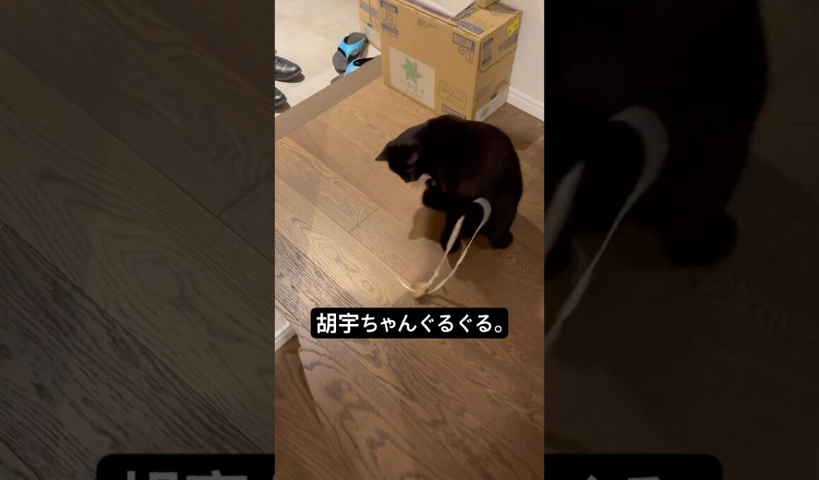 ぐるぐる猫 #cat #猫のいる暮らし #ボンベイ