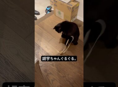 ぐるぐる猫 #cat #猫のいる暮らし #ボンベイ