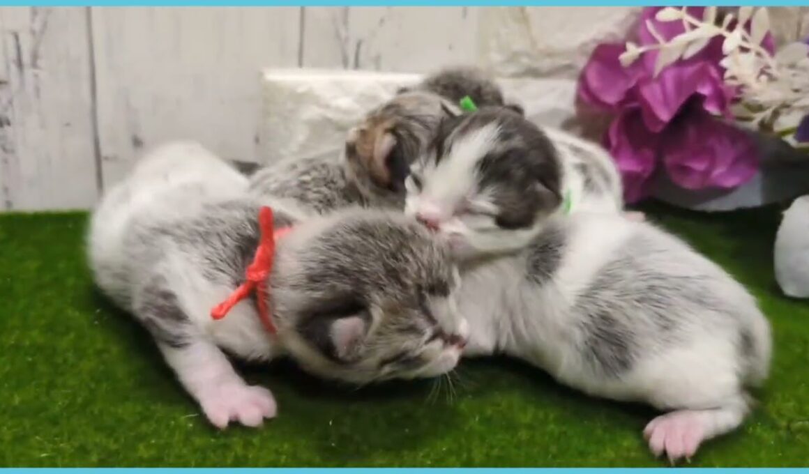 Coo&RIKU　No.00752357 アメリカンカール