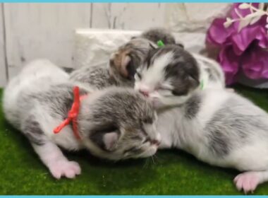 Coo&RIKU　No.00752357 アメリカンカール