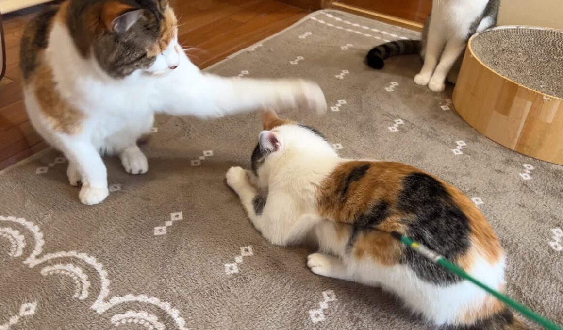 猫パンチ炸裂！何があった⁉️