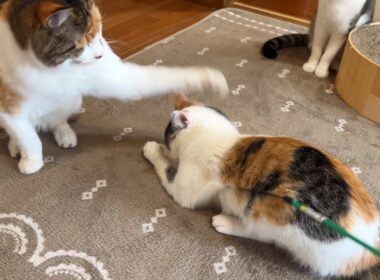 猫パンチ炸裂！何があった⁉️