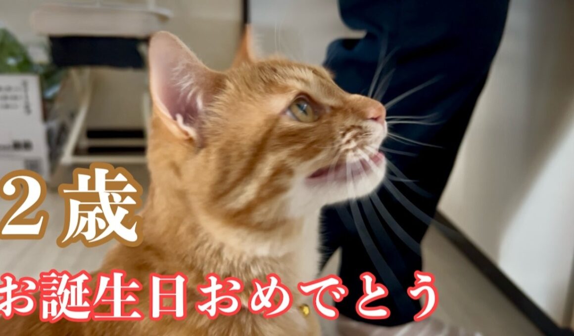 《祝》草むらで倒れていた子猫が2歳に　母猫・兄弟猫もみんな元気です