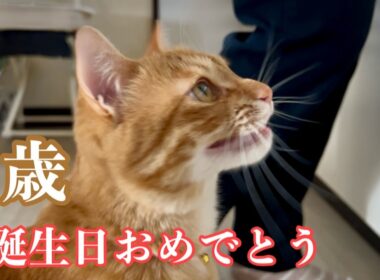 《祝》草むらで倒れていた子猫が2歳に　母猫・兄弟猫もみんな元気です