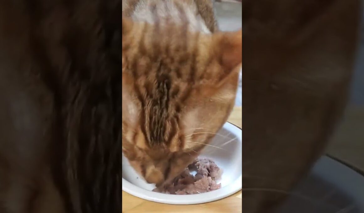 #ベンガル #ごはん