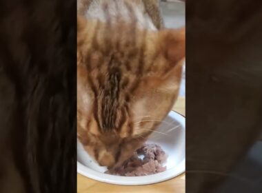 #ベンガル #ごはん