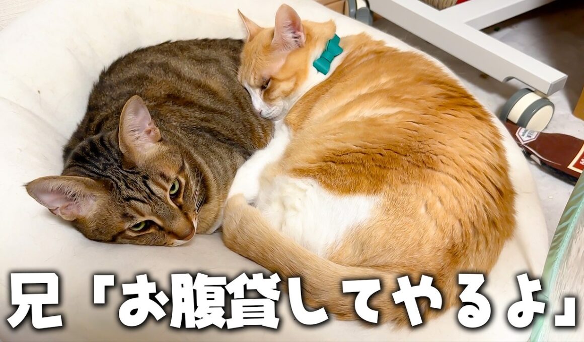 誕生日にティガーのお腹を枕にさせてもらったロビンなのであった。