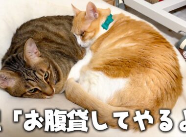 誕生日にティガーのお腹を枕にさせてもらったロビンなのであった。