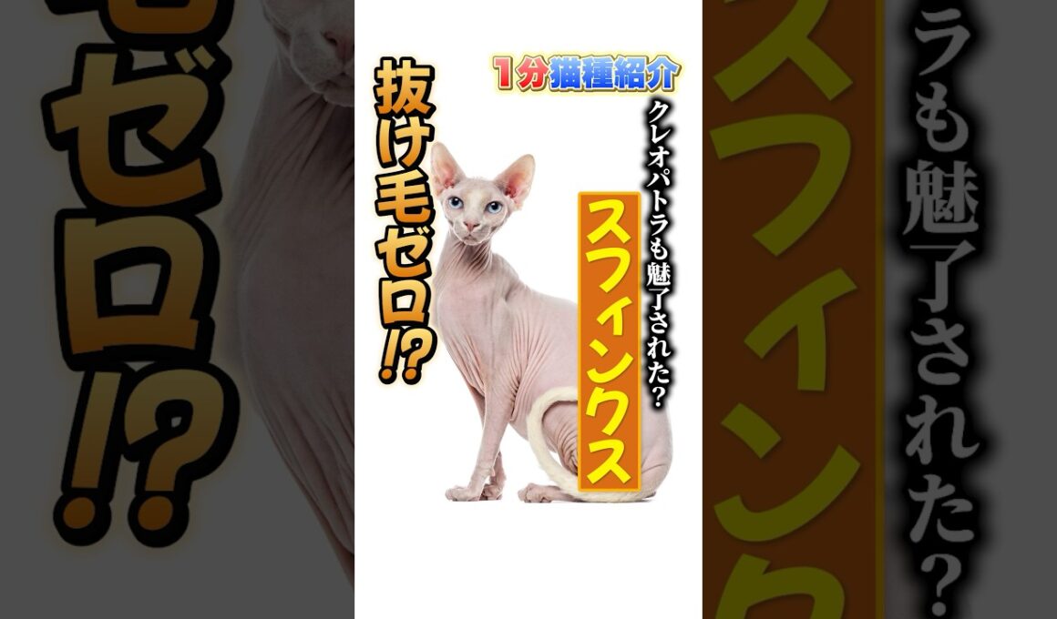 【1分で猫種紹介】毛がない猫！？スフィンクスの魅力を紹介します！