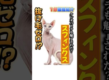【1分で猫種紹介】毛がない猫！？スフィンクスの魅力を紹介します！