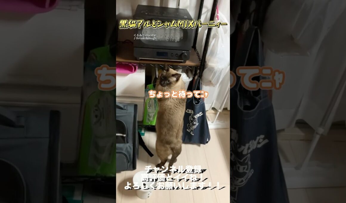 【世界一可愛いシャムミックス】お母さんに褒められたいバーニィー #保護猫 #猫のいる暮らし #猫好きさんと繋がりたい #ねこ #ライブ