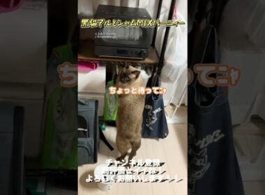 【世界一可愛いシャムミックス】お母さんに褒められたいバーニィー #保護猫 #猫のいる暮らし #猫好きさんと繋がりたい #ねこ #ライブ