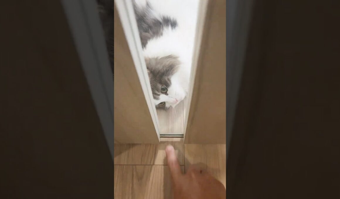 「行ってくるよ」に反応する猫