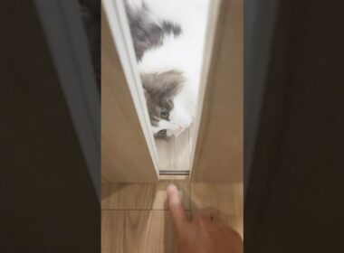 「行ってくるよ」に反応する猫