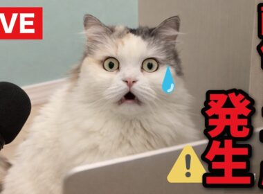 【反省】生配信が事故だらけな件について