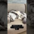 メインクーン、眠りが深すぎて呼んでも起きない#メインクーン #mainecoon #ラグドール #ragdoll #猫のいる生活