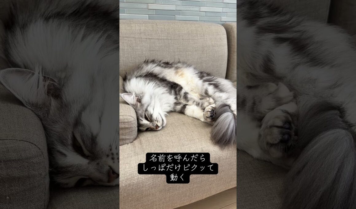 メインクーン、眠りが深すぎて呼んでも起きない#メインクーン #mainecoon #ラグドール #ragdoll #猫のいる生活