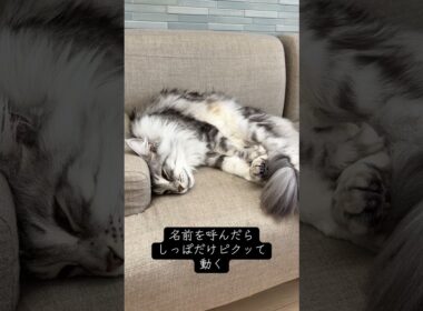 メインクーン、眠りが深すぎて呼んでも起きない#メインクーン #mainecoon #ラグドール #ragdoll #猫のいる生活