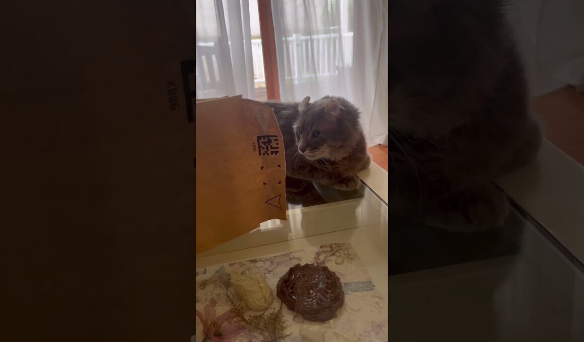 入らないよ #ねこ動画 #アメリカンカール