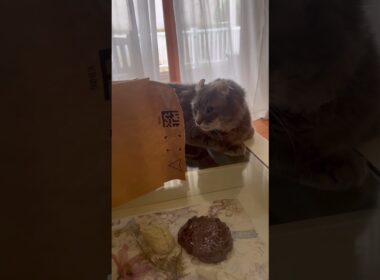 入らないよ #ねこ動画 #アメリカンカール